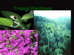 Tropical%20Rainforest[1]