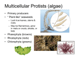 Multicellular Protists