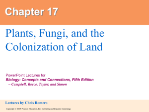 17. Plants, Fungi, and the Colonization of Land