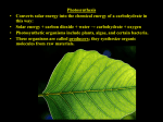 Photosynthesis Teacher Notes