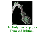 CB098-008.25_Early_Tracheophytes