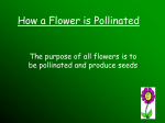 How a Flower is Pollinated
