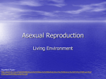 Asexual Reproduction