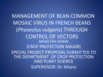management of bean common mosaic virus in french beans