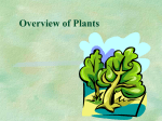 Overview of Plantsx