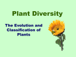 Plant Divisions - World of Teaching