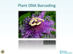 BSA2013_DNABarcoding_20Slides