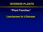 Interior Plant Slides Part 2