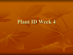 Plant ID Week 6