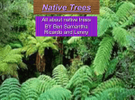 Native Trees