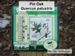 Pin Oak Tree Quercus palustris