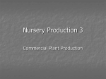 Nursery Production 3