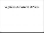 Plant Structures & Processes