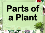 Plants