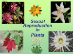 Plant Reproduction