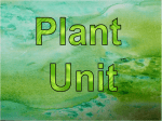 vascular plants