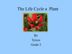 The Life Cycle a Plant