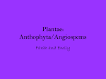 Plantae: Anthophyta