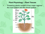 Plant Tissues - Cloudfront.net