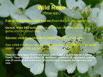 Wild Rose (Rosa spp.)
