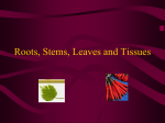 Roots, Stems, Leaves and Tissues 09