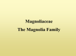 the magnolia family