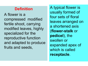 THE FLOWER - Millennium Organization