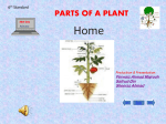 Parts_of_a_Plant - DEP