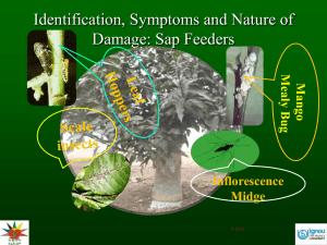 Identification, Symptoms and nature of damage: Fruit fly, Stone/Nut