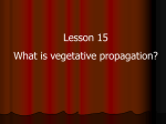 vegetative propagation.