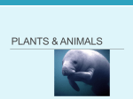 Plants & Animals