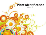 Plant Identification_2