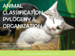 Animal Classification Pylogeny and Organization