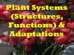 Plant System Notes