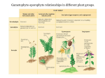 The Significance of Seedless Vascular Plants