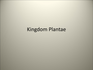 Kingdom Plantae