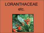 Psittacanthus schiedeanus