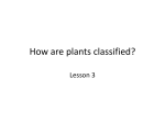 How are plants classified?