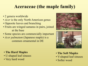 Acer - Delaware Trees
