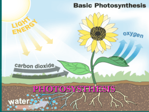 PHOTOSYNTHESIS