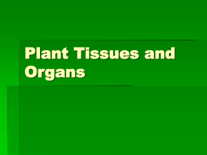 Plant Tissues and Organs