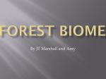 Forest Biome - burnsburdick12