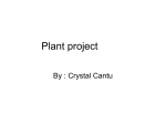 Plant project