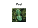 Pest Insect and Pest Insects are small animals that have three body