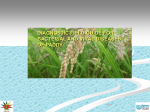 diagnostic field guide for bacterial and viral diseases of paddy