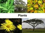 Plants - Chatt