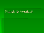 Plant ID Week 5