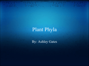 1321459593plant_phyla