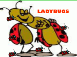 What do ladybugs have in common with wolves? Read the next