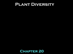 Chapter 20 Plant Diversity